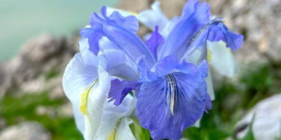 ‘Ayı Nevruzuyla’ Gerger kayaları rengarenk oldu! 5